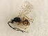  ( - CNCHYM 07462)  @13 [ ] CreativeCommons - Attribution (2011) CBG Photography Group Centre for Biodiversity Genomics