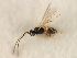 ( - CNCHYM 07477)  @14 [ ] CreativeCommons - Attribution (2011) CBG Photography Group Centre for Biodiversity Genomics