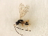  ( - CNCHYM 07478)  @14 [ ] CreativeCommons - Attribution (2011) CBG Photography Group Centre for Biodiversity Genomics
