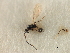  ( - CNCHYM 07494)  @11 [ ] CreativeCommons - Attribution (2011) CBG Photography Group Centre for Biodiversity Genomics