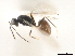  ( - CNCHYM 07501)  @11 [ ] CreativeCommons - Attribution (2011) CBG Photography Group Centre for Biodiversity Genomics