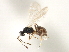  ( - CNCHYM 07503)  @11 [ ] CreativeCommons - Attribution (2011) CBG Photography Group Centre for Biodiversity Genomics