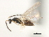  ( - CNCHYM 07505)  @11 [ ] CreativeCommons - Attribution (2011) CBG Photography Group Centre for Biodiversity Genomics