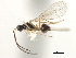 ( - CNCHYM 07507)  @11 [ ] CreativeCommons - Attribution (2011) CBG Photography Group Centre for Biodiversity Genomics