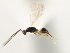  ( - CNCHYM 07515)  @11 [ ] CreativeCommons - Attribution (2011) CBG Photography Group Centre for Biodiversity Genomics