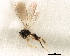  ( - CNCHYM 07528)  @13 [ ] CreativeCommons - Attribution (2011) CBG Photography Group Centre for Biodiversity Genomics