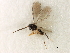  ( - CNCHYM 07531)  @12 [ ] CreativeCommons - Attribution (2011) CBG Photography Group Centre for Biodiversity Genomics