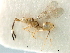  (Gonatocerus morrilli - CNCHYM 07539)  @15 [ ] CreativeCommons - Attribution (2011) CBG Photography Group Centre for Biodiversity Genomics