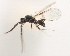  ( - CNCHYM 07543)  @11 [ ] CreativeCommons - Attribution (2011) CBG Photography Group Centre for Biodiversity Genomics