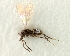  ( - CNCHYM 07544)  @11 [ ] CreativeCommons - Attribution (2011) CBG Photography Group Centre for Biodiversity Genomics