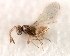  ( - CNCHYM 07554)  @11 [ ] CreativeCommons - Attribution (2011) CBG Photography Group Centre for Biodiversity Genomics