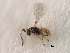  ( - CNCHYM 07556)  @11 [ ] CreativeCommons - Attribution (2011) CBG Photography Group Centre for Biodiversity Genomics