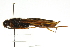  ( - CNCHYM 08003)  @13 [ ] CreativeCommons - Attribution (2011) CNC/CBG Photography Group Centre for Biodiversity Genomics