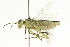  ( - CNCHYM 08019)  @14 [ ] CreativeCommons - Attribution (2011) CNC/CBG Photography Group Centre for Biodiversity Genomics