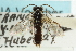  ( - CNCHYM 08030)  @11 [ ] CreativeCommons - Attribution (2011) CNC/CBG Photography Group Centre for Biodiversity Genomics