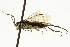  ( - CNCHYM 08221)  @13 [ ] CreativeCommons - Attribution (2011) CNC/CBG Photography Group Centre for Biodiversity Genomics