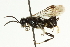  ( - CNCHYM 08247)  @12 [ ] CreativeCommons - Attribution (2011) CNC/CBG Photography Group Centre for Biodiversity Genomics