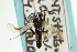  ( - CNCHYM 08248)  @12 [ ] CreativeCommons - Attribution (2011) CNC/CBG Photography Group Centre for Biodiversity Genomics
