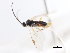  ( - CNCHYM 03223)  @11 [ ] CreativeCommons - Attribution (2011) CNC/CBG Photography Group Centre for Biodiversity Genomics