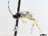  ( - CNCHYM 03224)  @11 [ ] CreativeCommons - Attribution (2011) CNC/CBG Photography Group Centre for Biodiversity Genomics
