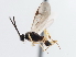  ( - CNCHYM 03226)  @11 [ ] CreativeCommons - Attribution (2011) CNC/CBG Photography Group Centre for Biodiversity Genomics
