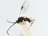  ( - CNCHYM 03227)  @12 [ ] CreativeCommons - Attribution (2011) CNC/CBG Photography Group Centre for Biodiversity Genomics