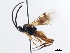 ( - CNCHYM 03255)  @11 [ ] CreativeCommons - Attribution (2011) CNC/CBG Photography Group Centre for Biodiversity Genomics