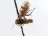  ( - CNCHYM 03257)  @11 [ ] CreativeCommons - Attribution (2011) CNC/CBG Photography Group Centre for Biodiversity Genomics
