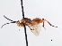  ( - CNCHYM 03259)  @11 [ ] CreativeCommons - Attribution (2011) CNC/CBG Photography Group Centre for Biodiversity Genomics