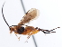  ( - CNCHYM 03260)  @11 [ ] CreativeCommons - Attribution (2011) CNC/CBG Photography Group Centre for Biodiversity Genomics
