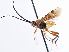  ( - CNCHYM 03261)  @11 [ ] CreativeCommons - Attribution (2011) CNC/CBG Photography Group Centre for Biodiversity Genomics