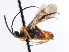  ( - CNCHYM 03265)  @11 [ ] CreativeCommons - Attribution (2011) CNC/CBG Photography Group Centre for Biodiversity Genomics