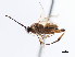  ( - CNCHYM 03266)  @11 [ ] CreativeCommons - Attribution (2011) CNC/CBG Photography Group Centre for Biodiversity Genomics