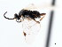  ( - CNCHYM 07226)  @11 [ ] CreativeCommons - Attribution (2011) CNC/CBG Photography Group Centre for Biodiversity Genomics
