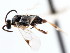  ( - CNCHYM 07227)  @11 [ ] CreativeCommons - Attribution (2011) CNC/CBG Photography Group Centre for Biodiversity Genomics