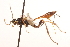  ( - CNCHYM 013557)  @11 [ ] CreativeCommons - Attribution (2012) CNC/CBG Photography Group Centre for Biodiversity Genomics