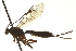  ( - CNCHYM 013830)  @13 [ ] CreativeCommons - Attribution (2012) CNC/CBG Photography Group Centre for Biodiversity Genomics