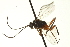  ( - CNCHYM 013832)  @11 [ ] CreativeCommons - Attribution (2012) CNC/CBG Photography Group Centre for Biodiversity Genomics