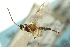  ( - CNCHYM 013866)  @11 [ ] CreativeCommons - Attribution (2012) CNC/CBG Photography Group Centre for Biodiversity Genomics