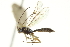  ( - CNCHYM 013867)  @11 [ ] CreativeCommons - Attribution (2012) CNC/CBG Photography Group Centre for Biodiversity Genomics