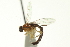  ( - CNCHYM 013890)  @11 [ ] CreativeCommons - Attribution (2012) CNC/CBG Photography Group Centre for Biodiversity Genomics