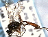  ( - CNCHYM 014148)  @13 [ ] CreativeCommons - Attribution (2012) CNC/CBG Photography Group Centre for Biodiversity Genomics
