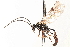 ( - CNCHYM 014149)  @11 [ ] CreativeCommons - Attribution (2012) CNC/CBG Photography Group Centre for Biodiversity Genomics