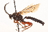  (Ichneumon berninae - CNCHYM 014304)  @13 [ ] CreativeCommons - Attribution (2012) CNC/CBG Photography Group Centre for Biodiversity Genomics