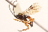  ( - CNCHYM 014961)  @11 [ ] CreativeCommons - Attribution (2012) CNC/CBG Photography Group Centre for Biodiversity Genomics