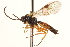  ( - CNCHYM 014963)  @11 [ ] CreativeCommons - Attribution (2012) CNC/CBG Photography Group Centre for Biodiversity Genomics