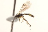  ( - CNCHYM 014973)  @13 [ ] CreativeCommons - Attribution (2012) CNC/CBG Photography Group Centre for Biodiversity Genomics