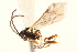  ( - CNCHYM 014975)  @11 [ ] CreativeCommons - Attribution (2012) CNC/CBG Photography Group Centre for Biodiversity Genomics