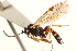  ( - CNCHYM 014976)  @11 [ ] CreativeCommons - Attribution (2012) CNC/CBG Photography Group Centre for Biodiversity Genomics