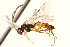  (Tymmophorus fasciventris - CNCHYM 014982)  @13 [ ] CreativeCommons - Attribution (2012) CNC/CBG Photography Group Centre for Biodiversity Genomics